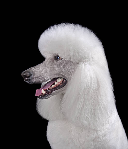 istock Studio shot of beautiful white poodle 2217542113