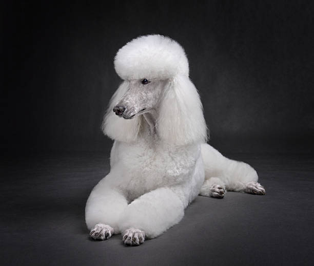 istock Elegant white standard poodle 2217542139