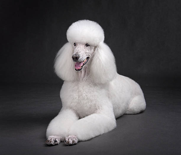 istock Studio shot of beautiful white poodle 2217542142
