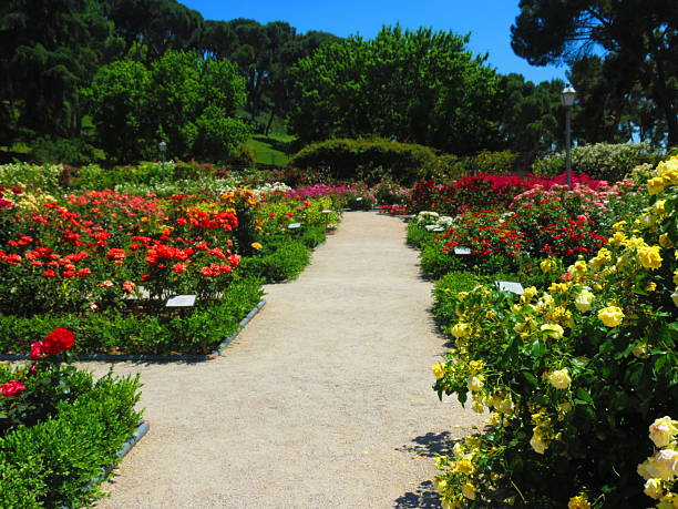 istock Colored roses at La Rosaleda in Madrid. 2217542487