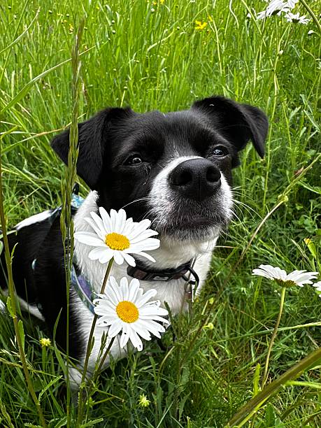 istock Dogs with Daisy flowers 2217543569