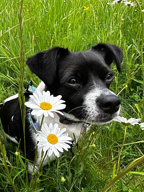 istock Dogs with Daisy flowers 2217543580