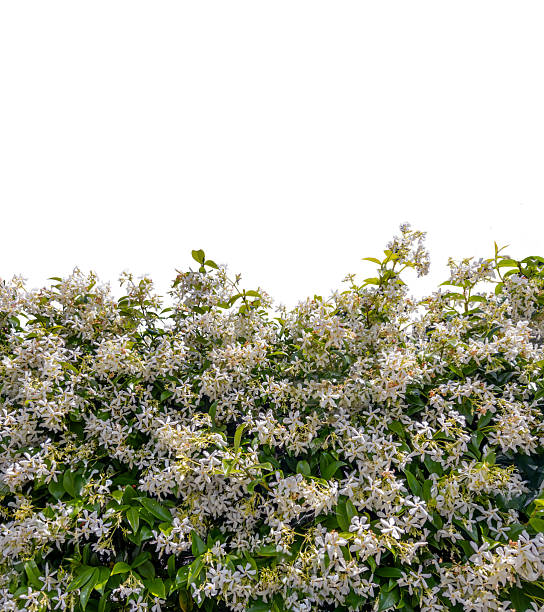 White flower hedge of Star Jasmine (Trachelospermum jasminoides) isolated on white with clipping path included, graphic element as border or frame