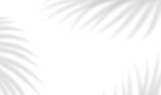 istock Realistic transparent shadow from leaves of palm tree isolated on transparent background. Mockup with tropic leaves shadow overlay effect. Vector illustration 2217544987
