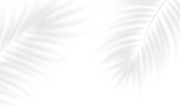 istock The transparent shadow overlay effect tropical leaves. Realistic shadow of palm branch. Mockup of transparent tropic leaves shadow and natural lightning. Vector illustration 2217544996
