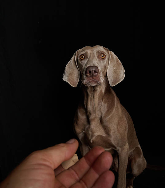 istock weimaraner catching a treat 2217549620