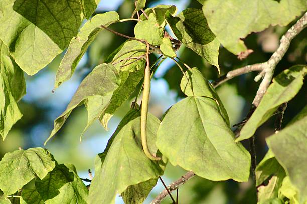 istock Southern Catalpa Tree 2217551060