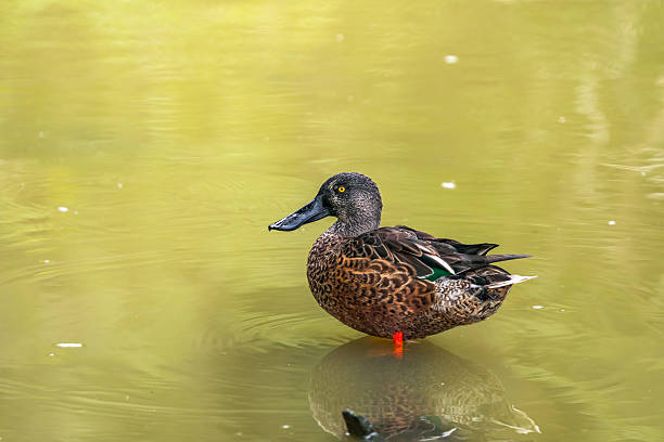 istock Northern Shoveler (Spatula clypeata) 2217552631