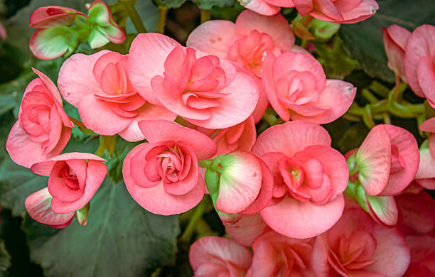 Pink Wax Begonias bloom in a Cape Cod greenhouse on a May afternoon