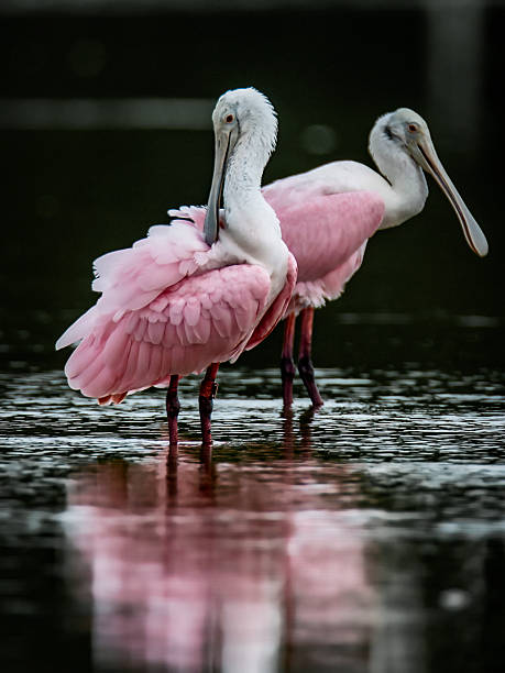 istock Two Roseate Spoonbills Standing in Shallow Water 2217558061