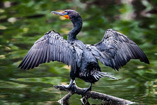 istock Cormorant on Branch with Wings Spread 2217558079