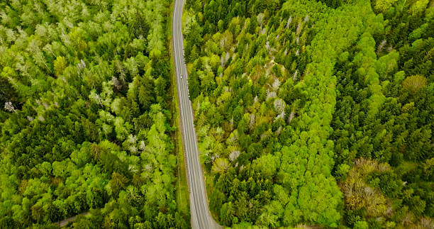 istock High Angle View of Car Driving Through Forest 2217558533