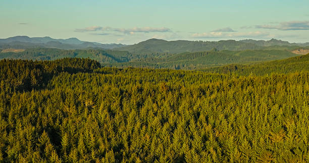 Drone shot of thickly forested rolling hills stretching into the distance on the Oregon Coast, near the town of Florence in Lane County.