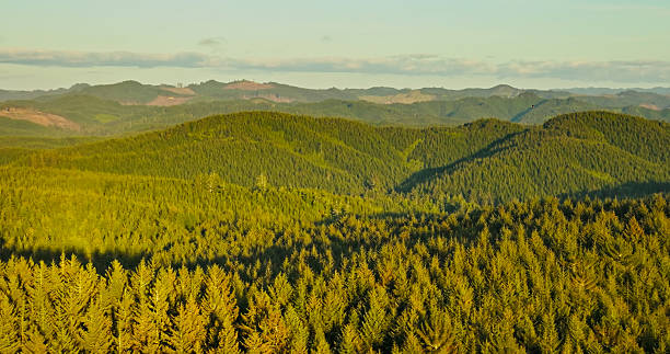 istock Early Evening Light on Thick Coastal Oregon Forest - Aerial 2217558657
