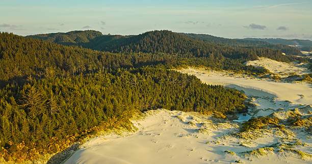 Aerial of dramatic landscape along the Oregon Coast, with a field of sand dunes giving way to a thick forest.