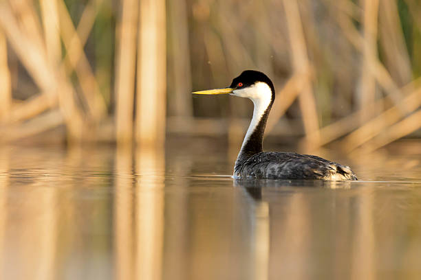 Beautiful, amazing Western Grebe Floats on the Still Waters