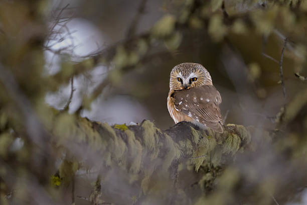 istock Small Northern Saw-Whet Owl (Aegolius acadicus) Resting Amid Dense Forest Branches Observing Quietly 2217559723