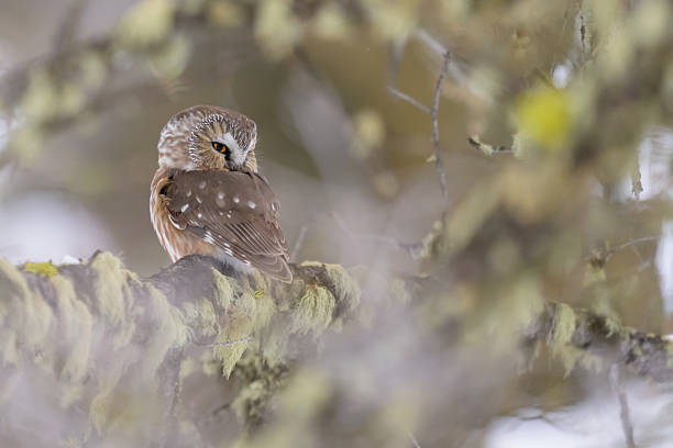 Small Northern Saw-Whet Owl  Resting Amid Dense Moss Covered Branches Quietly Observing
