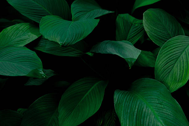 istock Abstract plant green leaf blur jungle texture, tropical leaf foliage nature dark green background. 2217560449