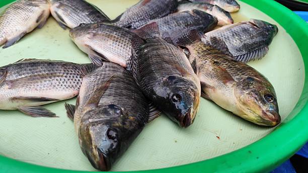 istock Tilapia fish sold at traditional markets 2217560644
