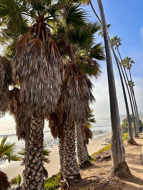 istock Close-up of palm trees on sandy beach with blue sky 2217561257