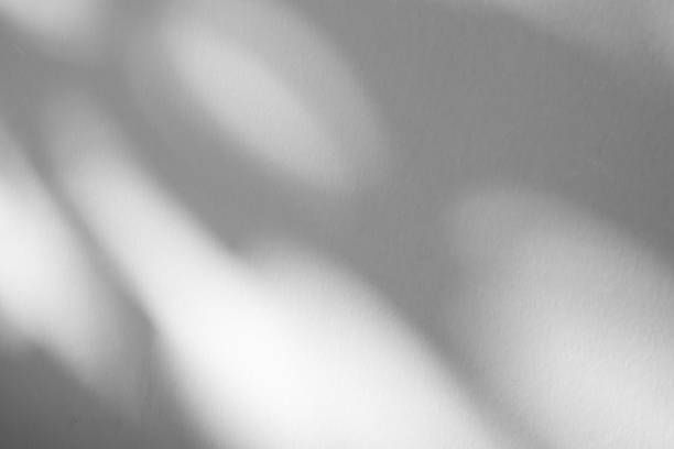 istock Abstract natural tree branch leaves shadow on white wall background 2217561903