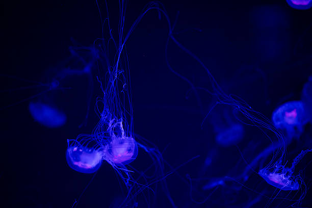 istock Jellyfish swimming gracefully in a dark blue underwater environment at night 2217561937