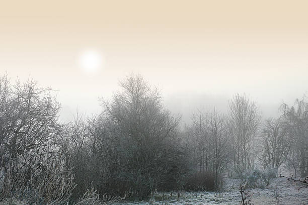 A tranquil scene of winter nature showcasing bare trees and frosty shrubs with thin layers of ice crystals, shrouded by morning mist, and a faint sun glowing through the pale sky.