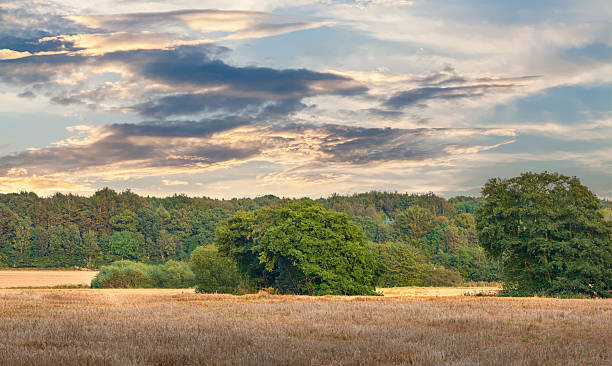 istock Serene Landscape with Golden Fields, Lush Trees, and a Dynamic Sunset Sky 2217562286