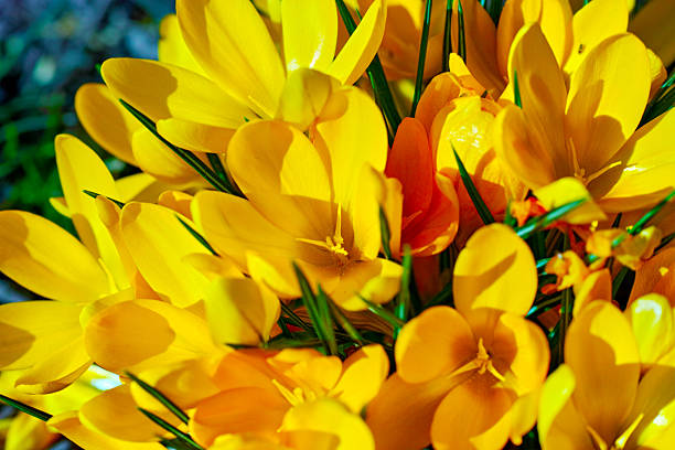A close-up view of radiant yellow crocus flowers, Crocus chrysanthus, illuminated by sunlight, highlighting their vibrant petals and verdant leaves. This floral composition embodies springtime's energy and natural rejuvenation.