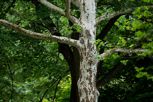 A striking sycamore tree with a pale, peeling trunk stands out against a lush green forest backdrop. Its uniquely textured bark and spreading limbs create a vivid contrast with the surrounding darker foliage.