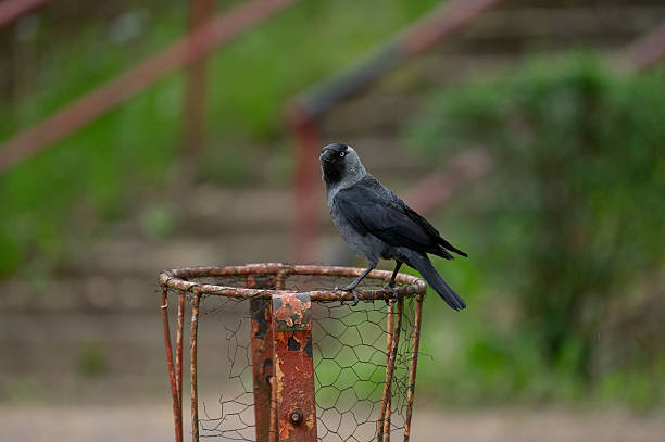 A picture of a hungry crow eating garbage from a trash bin and doing mess in the public park.