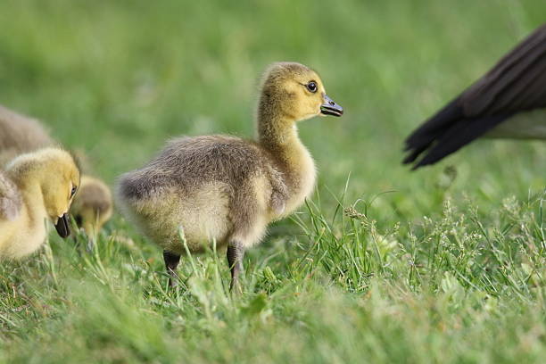 istock Little fluffy Canada Goose goslings in Spring 2217569250