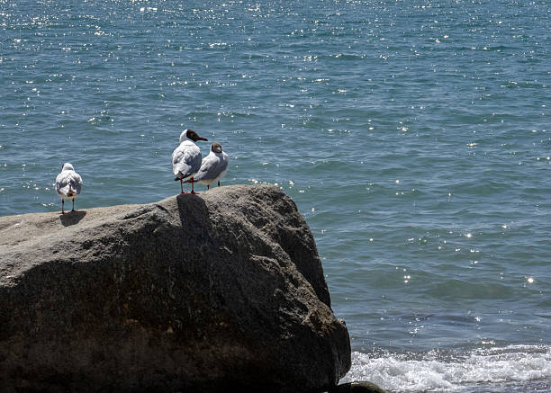 Three seagulls resting on the rocks by the sea