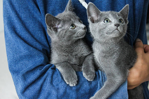 Hands holding two cute babies cats of Russian Blue breed. Unrecognisable woman wearing blue pullover and holding and petting 4months old curios kittens.