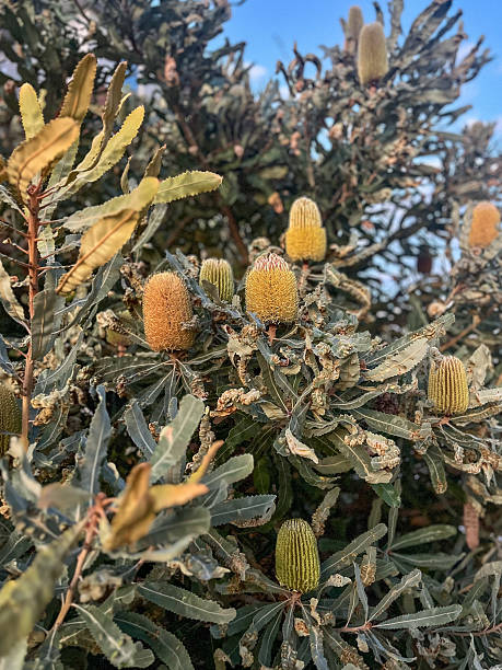 Beautiful Banksia tree in autumn