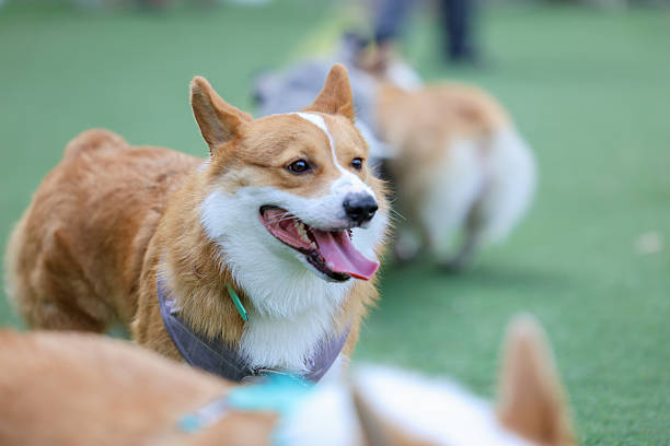 istock Happy Standard Brown Corgi Playing Outdoors on Artificial Grass with Friends on a Weekend 2217573426