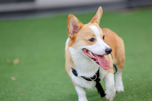 istock Happy Standard Brown Corgi Playing Outdoors on Artificial Grass with Friends on a Weekend 2217573468