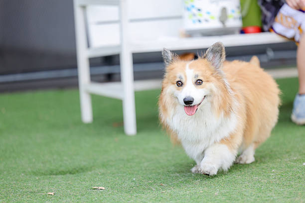 istock Happy Standard Brown Corgi Playing Outdoors on Artificial Grass with Friends on a Weekend 2217573471