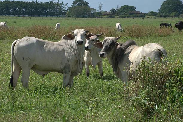istock The great green spaces of Monagas. 2217573646