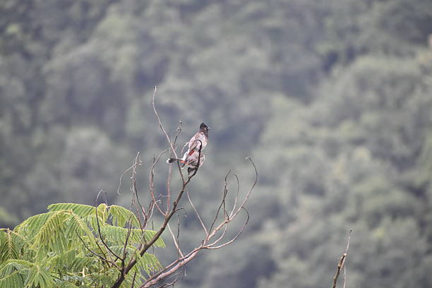 istock A pair of Red-vented bulbuls perching on a dry, thorny branch 2217574288
