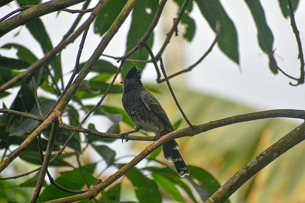 istock A red-vented bulbul perches on a branch 2217574319