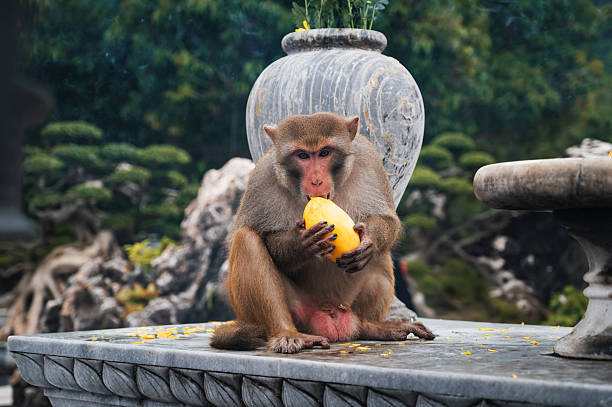 Wildlife Monkey Portrait