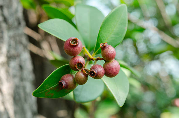 dible fruit of Syzygium buxifolium