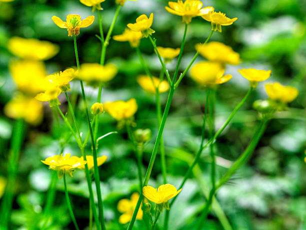istock Beautiful fresh spring flowers on green meadow close up 2217580098