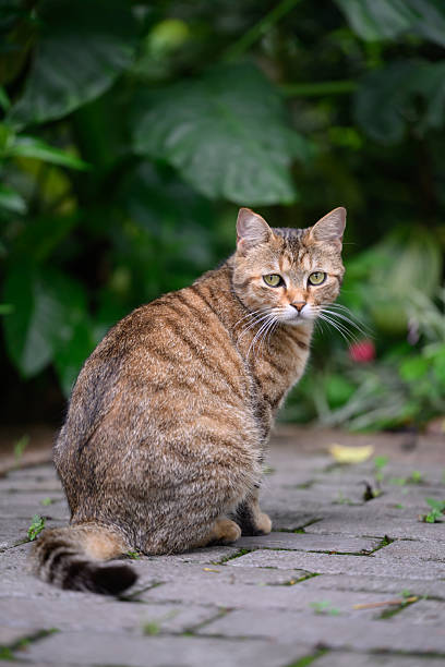 istock Cat sitting on the ground in the park 2217581652