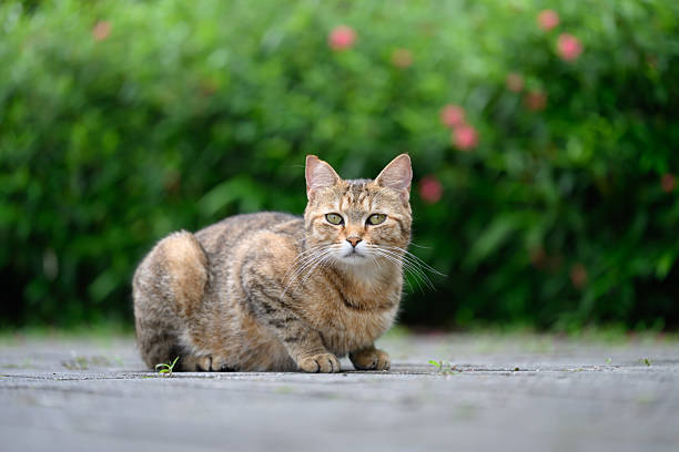 istock Outdoors, cat on the ground 2217581660