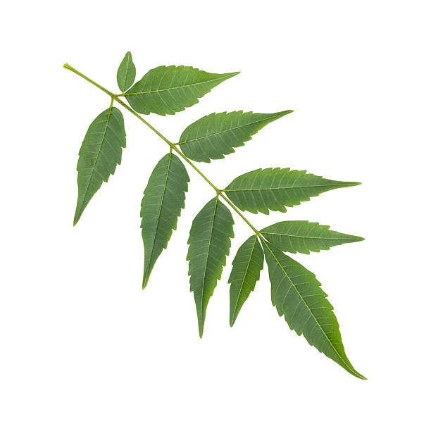 istock Close up a fresh green wild neem leaves isolated 2217582741