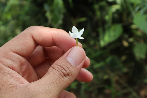 beauty of jasmine