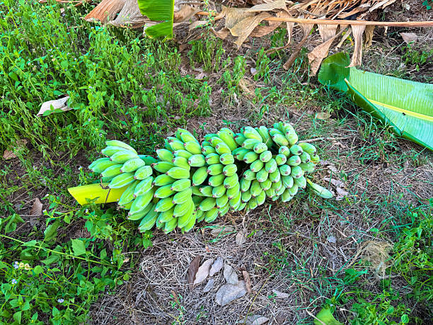 istock Banana plantation 2217583381